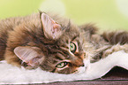 lying Maine Coon