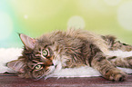 lying Maine Coon