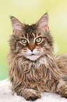 lying Maine Coon