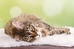 lying Maine Coon