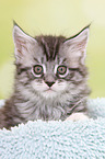 Maine Coon Kitten