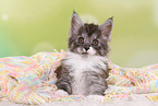 Maine Coon Kitten