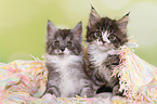 2 Maine Coon Kitten