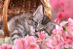 Maine Coon Kitten