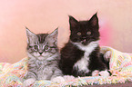 2 Maine Coon Kitten