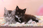 2 Maine Coon Kitten