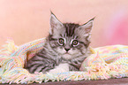Maine Coon Kitten