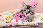 Maine Coon Kitten