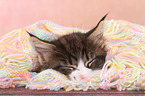 Maine Coon Kitten