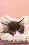 Maine Coon Kitten
