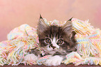 Maine Coon Kitten