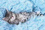 Maine Coon Kitten