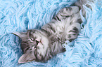 Maine Coon Kitten