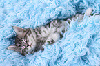 Maine Coon Kitten
