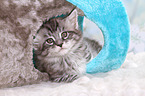 Maine Coon Kitten