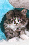 Maine Coon Kitten