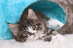 Maine Coon Kitten