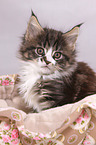 Maine Coon Kitten