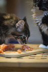 Maine Coon Kitten