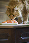 Maine Coon with salmon