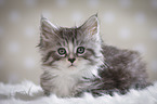 lying Maine Coon