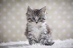 sitting Maine Coon Kitten