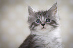 Maine Coon Kitten Portrait