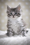 sitting Maine Coon Kitten