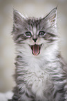 yawning kitten