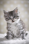 yawning kitten