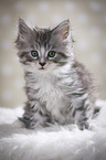 sitting Maine Coon Kitten