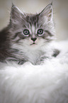Maine Coon Kitten