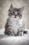 sitting Maine Coon Kitten