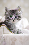 Maine Coon Kitten