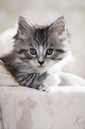 Maine Coon Kitten