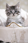 Maine Coon Kitten