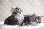 sitting Maine Coon kittens