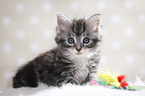 sitting Maine Coon Kitten