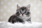 lying Maine Coon