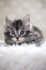 lying Maine Coon