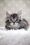 lying Maine Coon