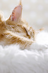lying Maine Coon