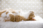 lying Maine Coon