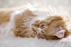 lying Maine Coon