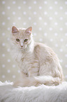 sitting Maine Coon