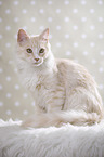 sitting Maine Coon