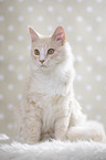 sitting Maine Coon