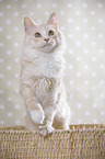 standing Maine Coon