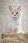 Maine Coon