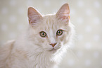 Maine Coon Portrait
